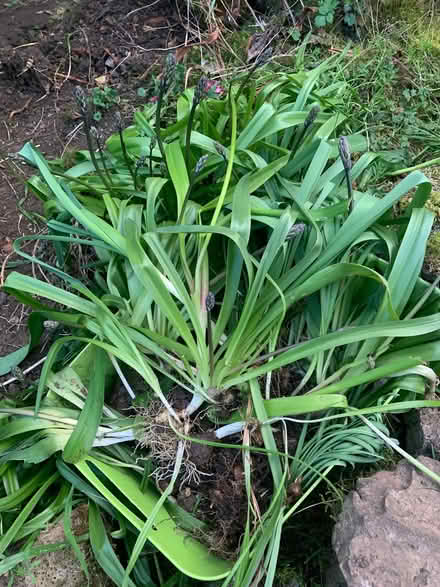 Photo of free Bluebells (Great Rollright OX7) #1