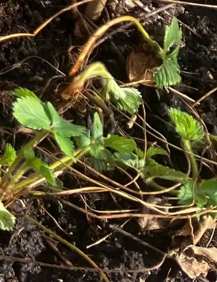 Photo of free Strawberry plants (High Bentham LA2) #1
