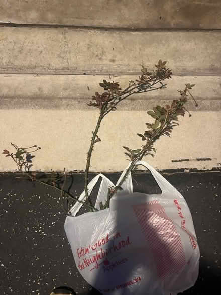 Photo of free Multiflora rose (Ridley Park) #1