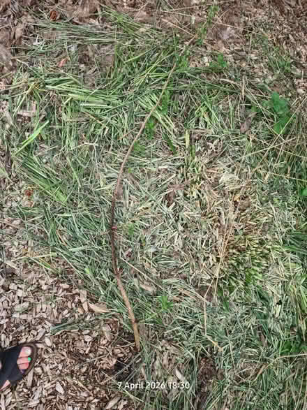 Photo of free Elder tree volunteer sapling (Locking BS24) #2