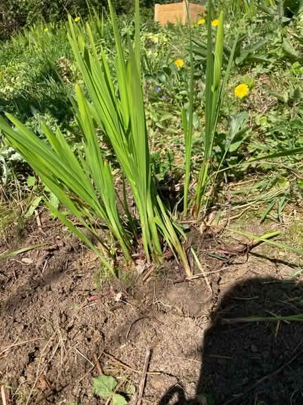 Photo of free Crocosmia small pretty orange (Uley) #1