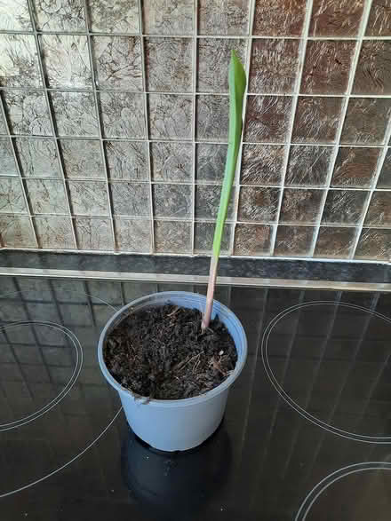 Photo of free Lily of the Valley cutting (Morden SM4) #2