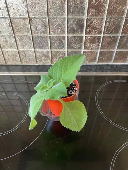 Photo of free Broad Leaf Thyme (Morden SM4) #1