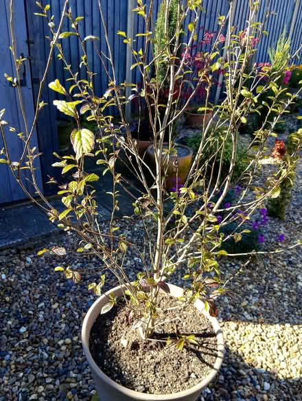 Photo of free Lovely plant, ready to be planted (Heacham PE31) #1