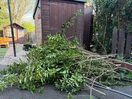 Photo of free Hedge cuttings (Norwood S5) #3