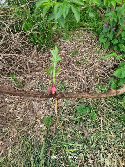 Photo of free Elder tree volunteer sapling (Locking BS24) #1