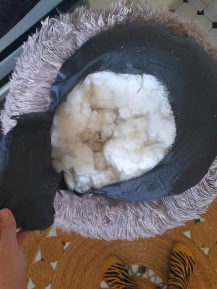 Photo of free Pet plush bed (Larkhall, Bath BA1) #2