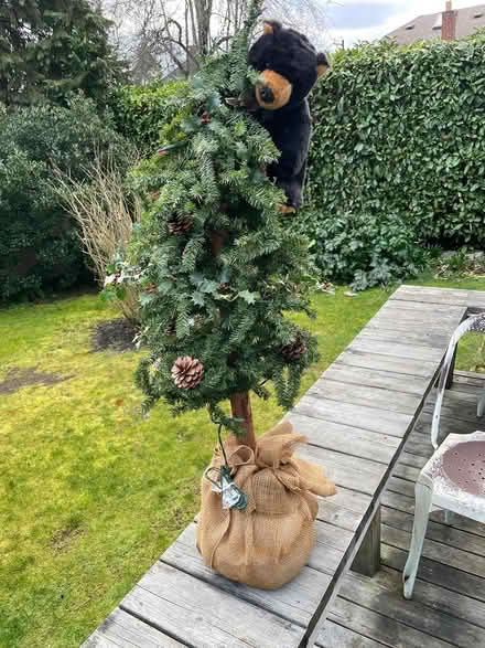 Photo of free Christmas Tree With Lights and Bear (Wallingford) #1