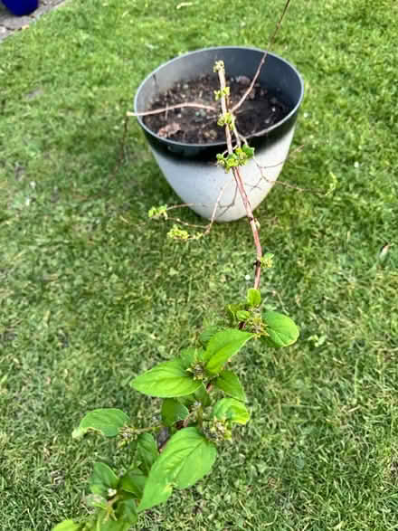 Photo of free Plant (pot not included) (GL3) #1