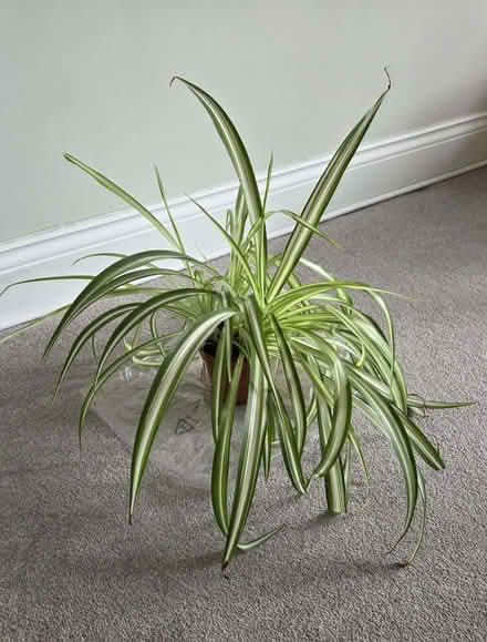 Photo of free Mature Spider plant (Aston Clinton HP22) #1