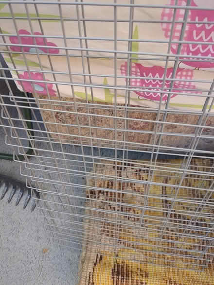 Photo of free 3 x greenhouse shelves (Bedford MK40) #1