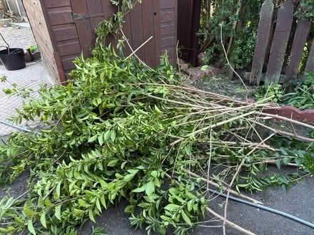 Photo of free Hedge cuttings (Norwood S5) #1