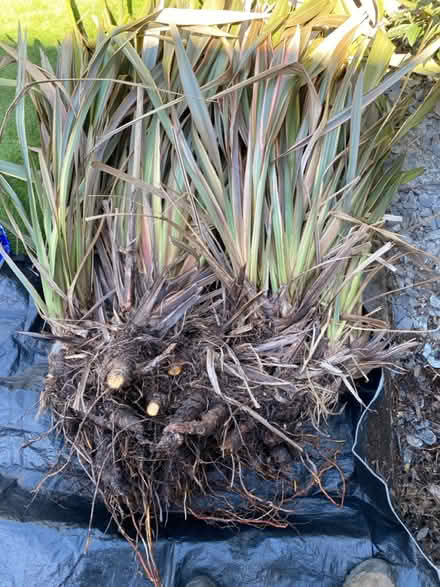 Photo of free Huge Phormium plant COPNOR (Waterlooville PO7) #1