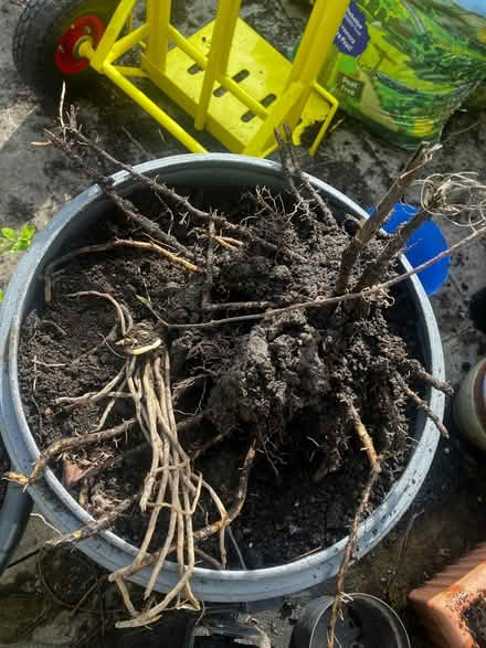 Photo of free A couple Asparagus Plants (High Bentham LA2) #3