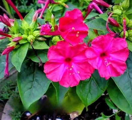 Photo of free Mirabilis Four O’clock flower (Morden SM4) #2