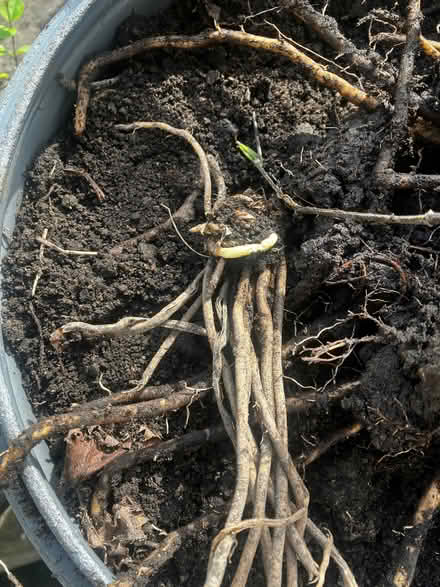 Photo of free A couple Asparagus Plants (High Bentham LA2) #1