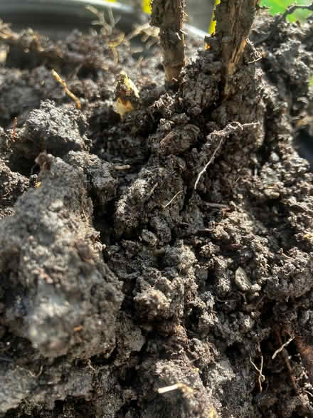 Photo of free A couple Asparagus Plants (High Bentham LA2) #2