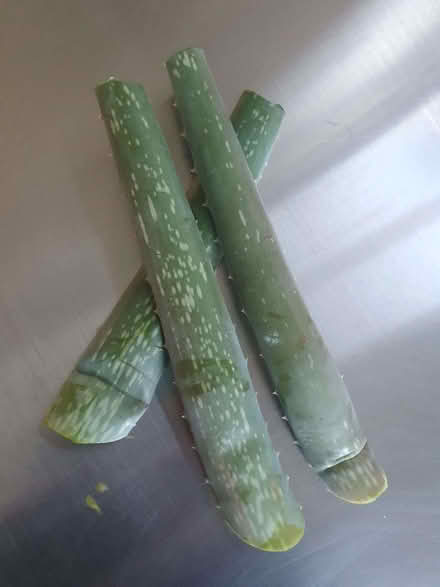 Photo of free Aloe Vera cuttings (Tottenham N18) #1