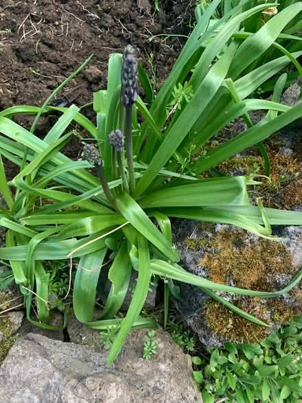 Photo of free Bluebells (Great Rollright OX7) #2