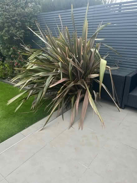 Photo of free Huge Phormium plant COPNOR (Waterlooville PO7) #1