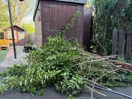 Photo of free Hedge cuttings (Norwood S5) #2