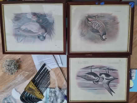 Photo of free Bird Pictures, Framed & Glazed (CT2) #1