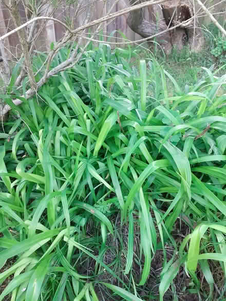 Photo of free Plants (Southport PR8) #1