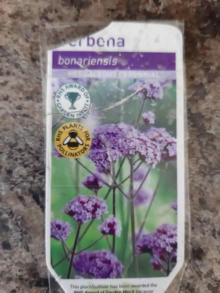 Photo of free Verbena Bonariensis plants (Somerton TA11) #1