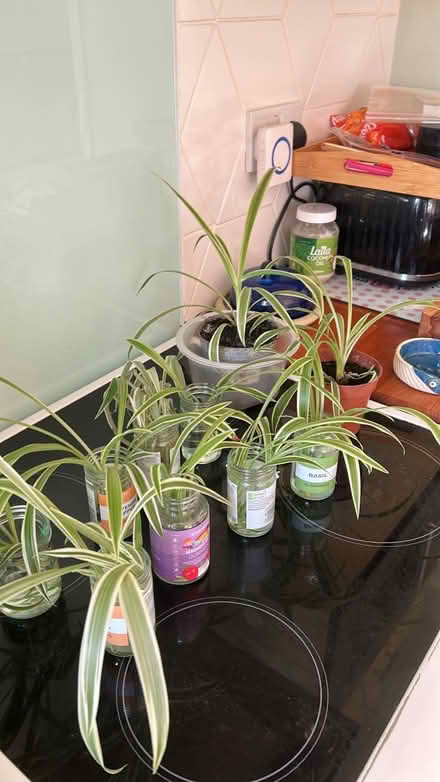 Photo of free Baby spider plants (Chatham, ME4) #1