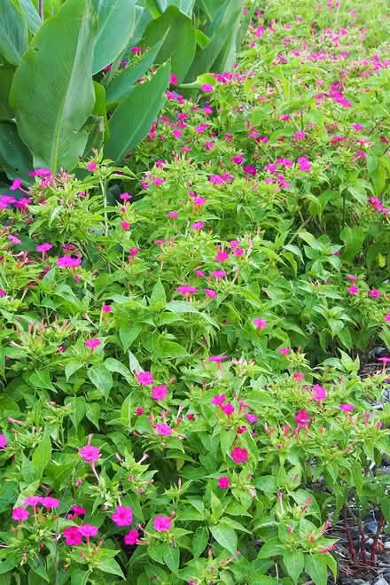 Photo of free Mirabilis Four O’clock flower (Morden SM4) #4