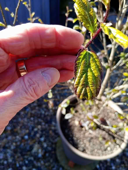 Photo of free Lovely plant, ready to be planted (Heacham PE31) #2