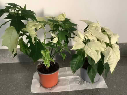 Photo of free Two White Poinsettia (Northaw EN6) #1