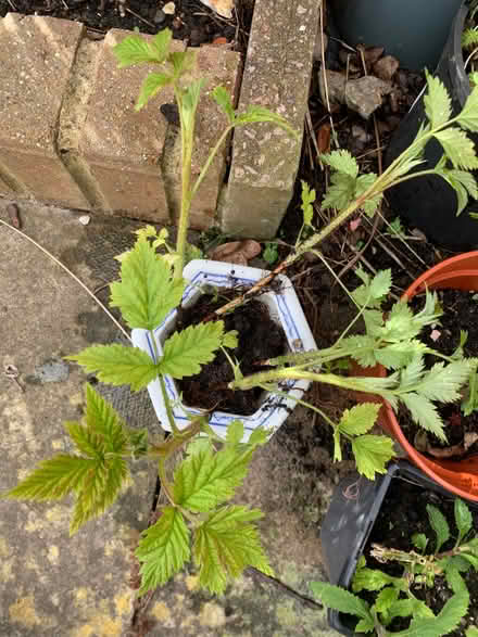 Photo of free Raspberry plants (Bracknell RG12) #1