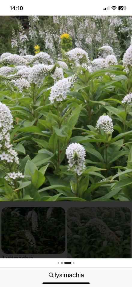 Photo of free lysimachia (Bracknell RG12) #1