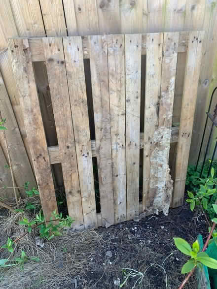 Photo of free 3 pallets (Queen's Park BN2) #1