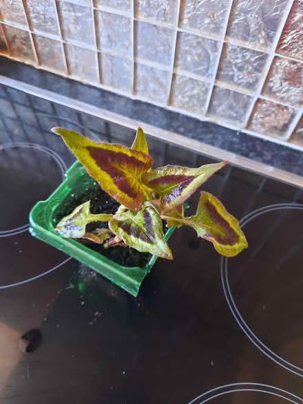 Photo of free persecaria purple fantasy (Morden SM4) #4