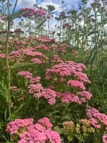 Photo of free Achillea millifolium (Whitemoor NG8) #1