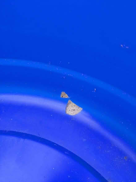 Photo of free Large Plastic Tub/Bucket (PL20) #2