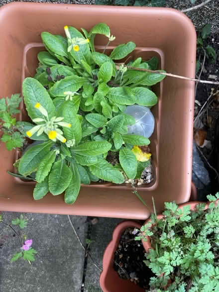 Photo of free Cowslip-Primrose (Borehamwood, WD6) #1