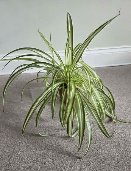 Photo of free Mature Spider plant (Aston Clinton HP22) #2