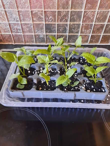 Photo of free Mirabilis Four O’clock flower (Morden SM4) #1