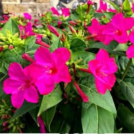 Photo of free Mirabilis Four O’clock flower (Morden SM4) #3