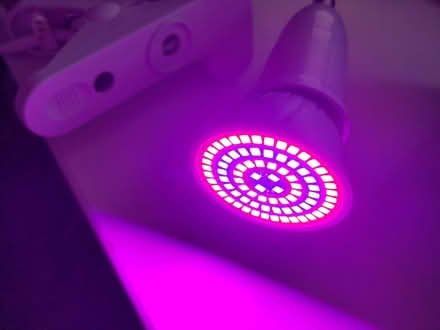 Photo of free Growing Lamp (St Ives PE27) #3