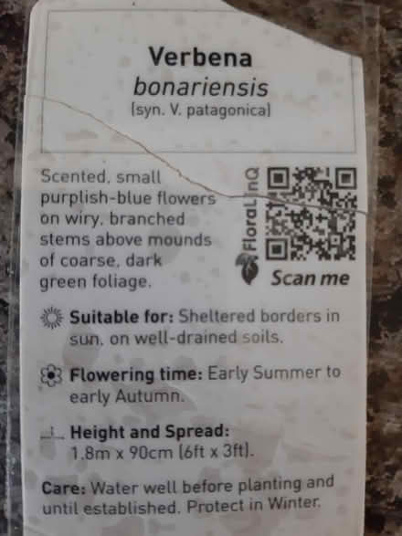 Photo of free Verbena Bonariensis plants (Somerton TA11) #2