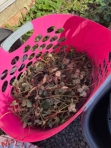 Photo of free Lots of strawberry runners to plant (Stump Cross HX3) #1
