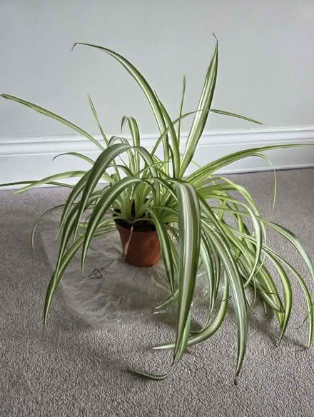 Photo of free Mature Spider plant (Aston Clinton HP22) #3