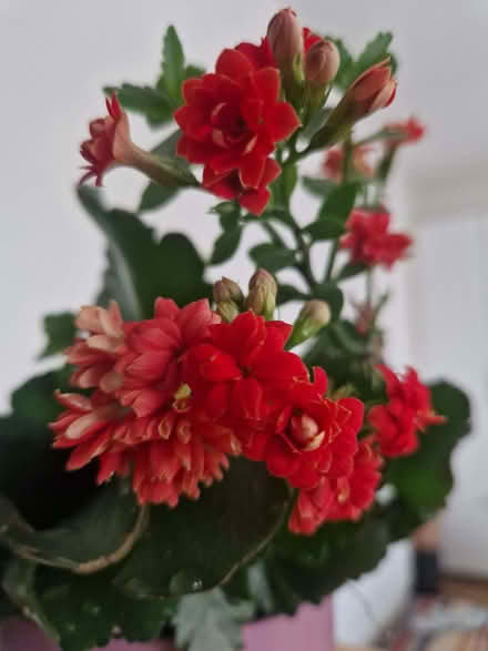 Photo of free home-grown plant 𪴠(Drum Brae EH4) #3