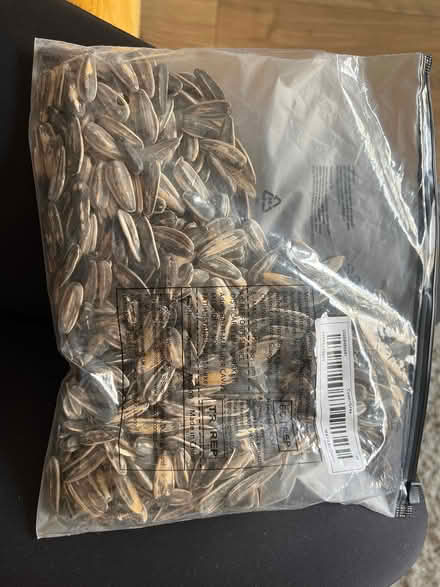 Photo of free Sunflower seeds to plant in your garden (Church RG6) #1