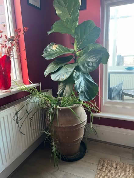 Photo of free Plant/s (Hastings TN34) #1