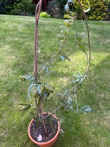 Photo of free Passion flower plant (CH43) #2